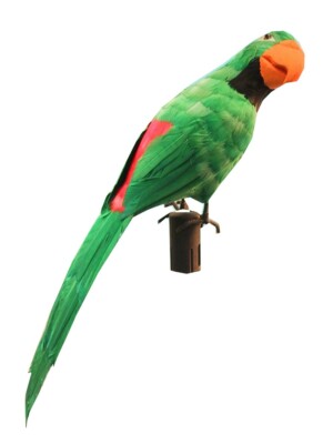 Papagaai mt. 50 cm-0