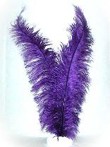 Spadonis veren paars (Piet veren) ± 50cm 1