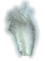 Floss veren wit (Piet veren) ± 30cm